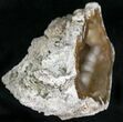 Agatized Fossil Coral Geode - Florida #22420-3